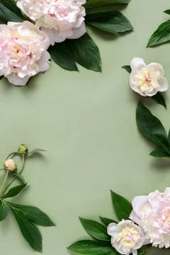 Peonies background with copy space Stock Photos