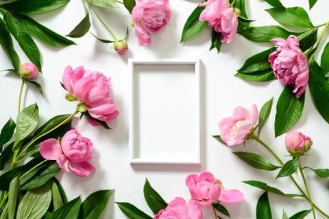 Peonies background with a space for a text Stock Photos