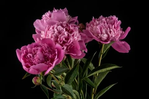 Peonies on a black background Foto stock
