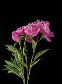 Peonies on a black background 스톡 사진