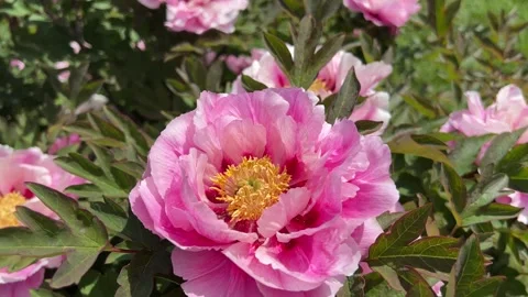 Peonies in bloom in the city park in the spring. Pink peony flower  Stock Footage 240852248