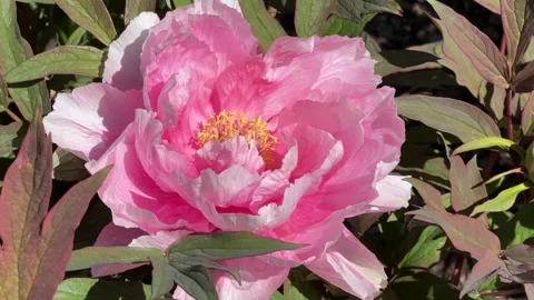 Peonies in bloom in the city park in the springtime. Beautiful Pink Flowers  Stock Footage 240849627