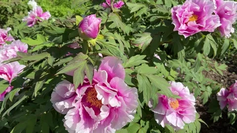 Peonies in bloom in the city park in the springtime. Pink and White Flowers  Stock Footage 240849664