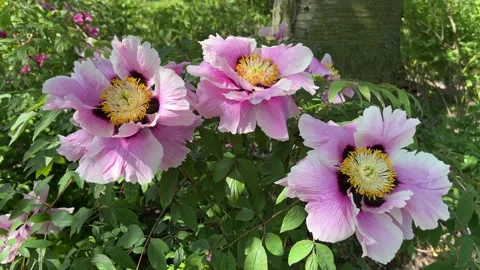 Peonies in bloom in the city park in the springtime. Pink and White Peony  Stock Footage 240850092
