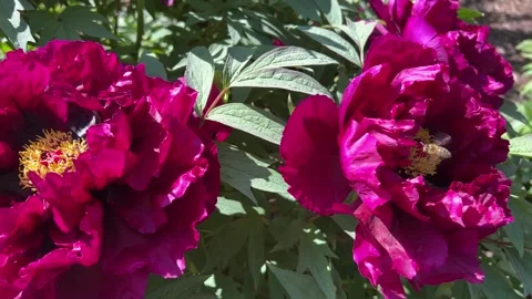 Peonies in bloom in the city park in the springtime. Wonderful spring Flower  Stock Footage 240850745