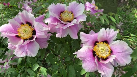 Peonies in bloom in the city park in the springtime. Amazing Flowers  Stock Footage 240852294