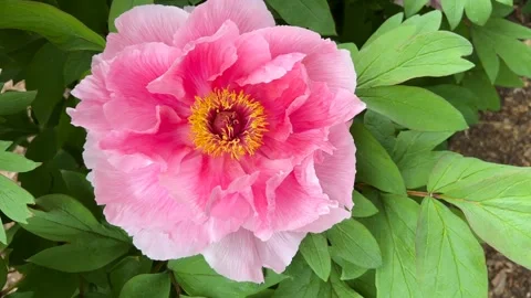 Peonies in bloom in the city park in the springtime. Pink Peony  Stock Footage 240938550