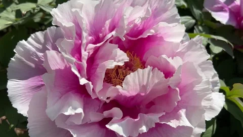 Peonies in bloom in the park in the springtime. Stunning Pink and White Peony  Stock Footage 240849283