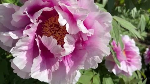 Peonies in bloom in the park in the springtime. Stunning Pink and White Peonies  Stock Footage 240849365