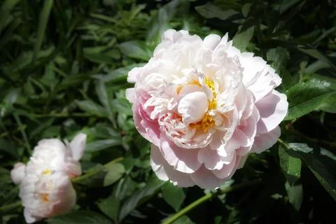 Peonies In Bloom Stock Photos