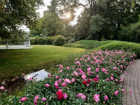  peonies bloom Stock Photos