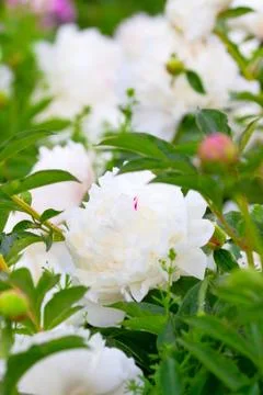 Peonies in bloom, selected varieties Foto stock