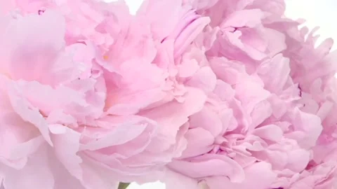 Peonies bloom on a white background. Gentle light floral background. Time lapse. Video stock 133205164