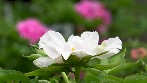 Peonies blooming in spring Vídeo Stock 308164137