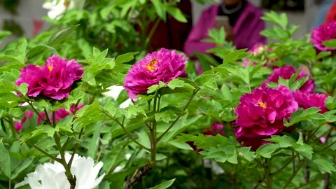 Peonies blooming in spring Stock Footage 308164139