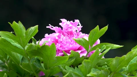 Peonies blooming in spring Stock Footage 308164140