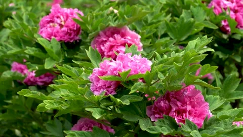 Peonies blooming in spring Stock Footage 308164142