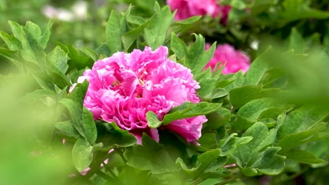 Peonies blooming in spring Stock Footage 308164146