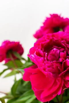 Peonies close up Stock Photos