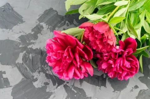 Peonies on concrete background Stock Photos