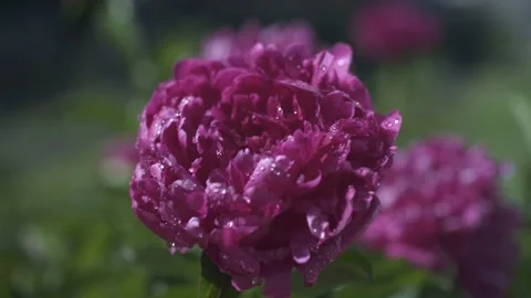 Peonies covered with water drops. Close-up. Stock Footage 156071834