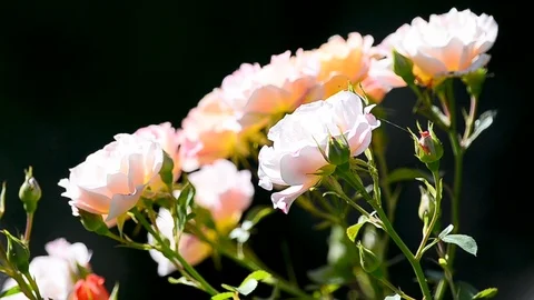 Peonies flowers closeup Stock Footage 94370557