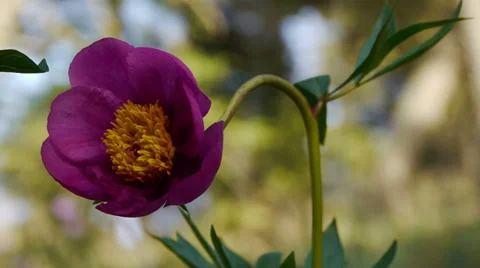 Peonies Stock Footage 35585768