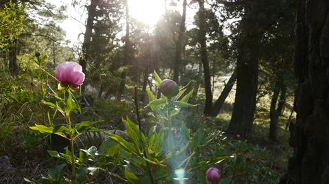 Peonies Stock Footage 35599388