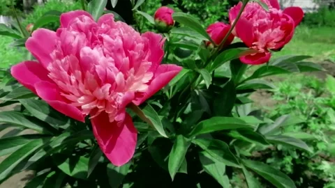 Peonies Stock Footage 130725838
