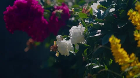 Peonies Stock Footage 312794880