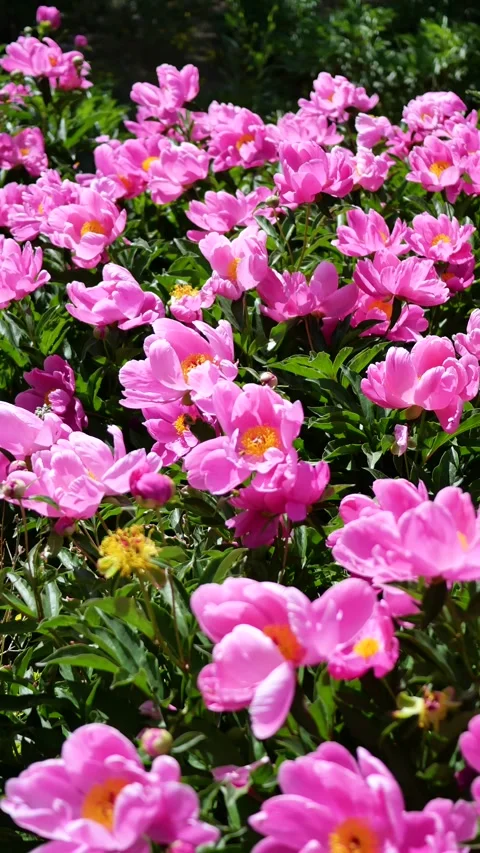 Peonies in full bloom Vídeo Stock 344830172