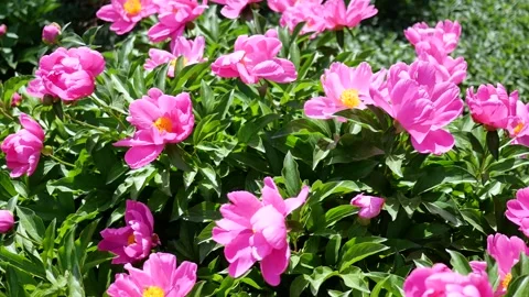 Peonies in full bloom Vídeo Stock 344830211