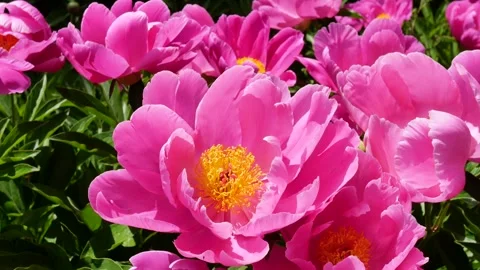 Peonies in full bloom Vídeo Stock 344830215