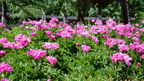 Peonies in full bloom Stock Footage 344830242