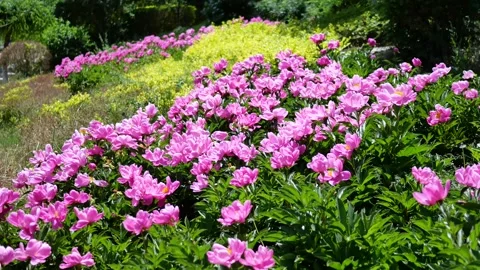 Peonies in full bloom Stockbeeldmateriaal 344830491