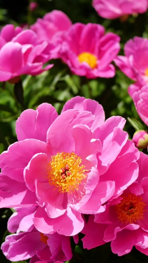 Peonies in full bloom Video stock 344830692