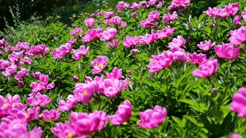 Peonies in full bloom 库存影片 344831052