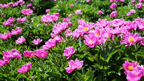 Peonies in full bloom 库存影片 344831118