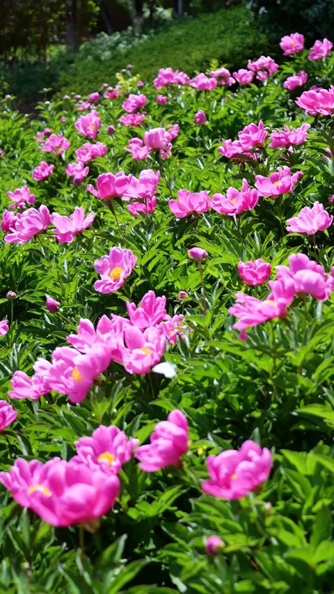 Peonies in full bloom 库存影片 344831179