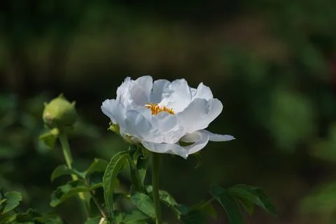 Peonies in full bloom in spring Stock-Fotos