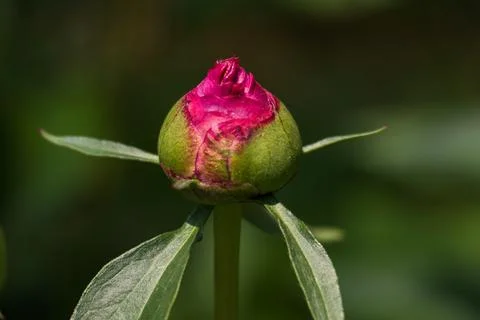 Peonies in full bloom in spring Stock Photos