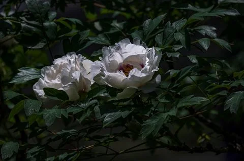 Peonies in full bloom in spring Stock Photos