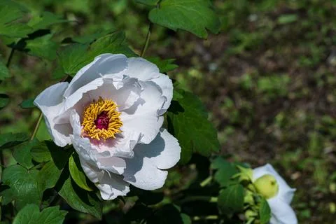 Peonies in full bloom in spring 库存照片