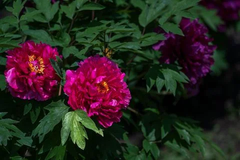Peonies in full bloom in spring Foto stock