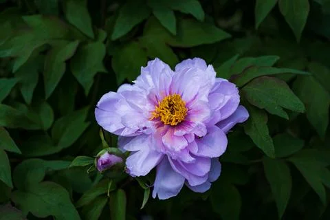 Peonies in full bloom in spring Foto stock