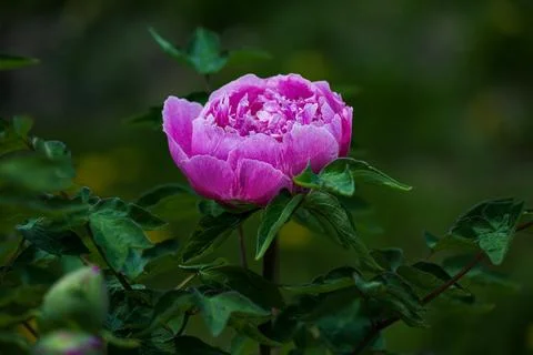 Peonies in full bloom in spring Stock Photos