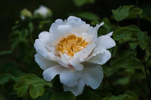 Peonies in full bloom in spring Stock Photos