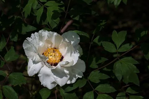 Peonies in full bloom in spring Foto stock