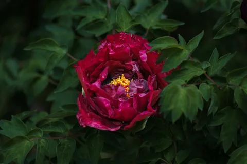 Peonies in full bloom in spring Fotos Stock