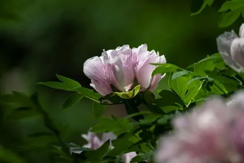 Peonies in full bloom in spring Stock-Fotos